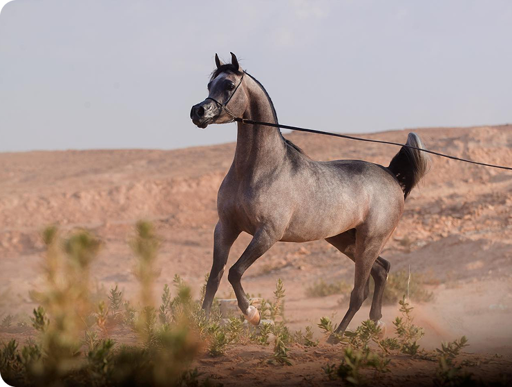 خيل عربي