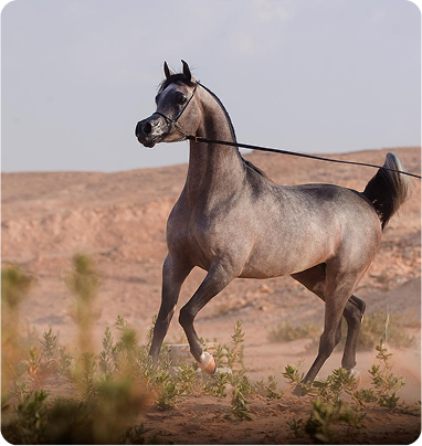 الرعاية الطبية