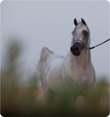 إسعاف الخيل